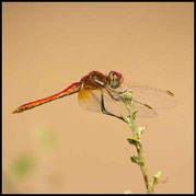 Frühe Heidelibelle, Sympetrum fonscolombii, Männchen