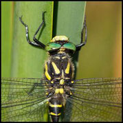 Zweigestreifte Quelljungfer, Cordulegaster boltonii