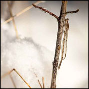 Gemeine Winterlibelle, Sympecma fusca, Männchen im Schnee