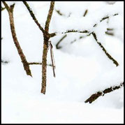 Gemeine Winterlibelle, Sympecma fusca, Weibchen, im Schnee