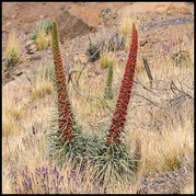 Wildprets Natternkopf, Echium wildpretii