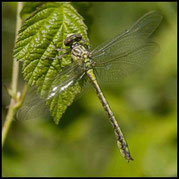 Eurasische Keulenjungfer, Stylurus flavipes, frisch geschlüpftes Männchen