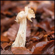 Herbst-Lorchel (Helvella crispa)