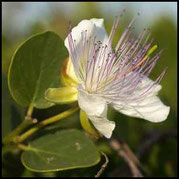 Echter Kapernstrauch, Capparis spinosa