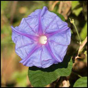  Ipomoea purpurea, Purpur-Prunkwinde