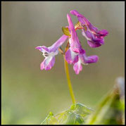 Hohler Lerchensporn, Corydalis cava, rotblühend