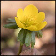 Winterling (Eranthis hyemalis) Blüte