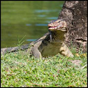 Bindenwaran im Lumphini-Park,Bangkok, Varanus salvator