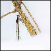 Gemeine Winterlibelle, Sympecma fusca, im Schnee