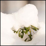 Preiselbeere mit Schneehäubchen