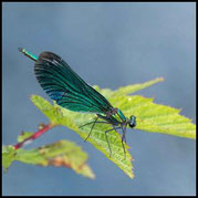 Blauflügel-Prachtlibelle, Calopteryx virgo, Männchen