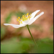 Buschwindröschen, Anemone nemorosa