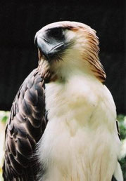 Philippine Eagle (Photo Courtesy of Rein Navarro and the Philippine Eagle Foundation)