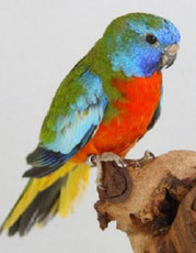 Rot(bauch)   Neophema splendida (Glanzsittich)