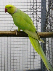 Bronze Falbe Psittacula krameri (Halsbandsittich) 