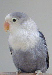 Slaty   Agapornis fischeri (Pfirsichköpfchen) 