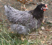 KÖNIGSBERGER