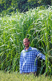Miscanthus belcanthus brabant