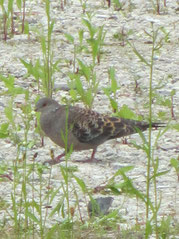 向かい空き地にキジ鳩くん発見*
