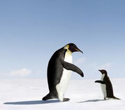 Large and small penguins