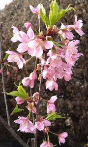 我が家の庭に咲く小さな河津桜