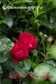 Rosen Hexenrosengarten Strauchrose Meilland rot Red Eden Rose