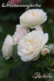 Rosen Hexenrosengarten Floribunda Tantau weiß rosa pastell Pastella