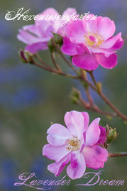 Rosen Hexenrosengarten Kleinstrauchrose Ilsink lila weiß Lavender Dream