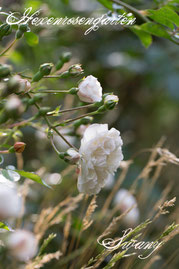 Rosen Hexenrosengarten Bodendeckerrose Schwartz weiß Swany 