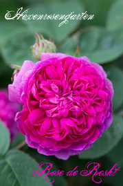 Rosen Hexenrosengarten Damaszener Persien pink Duftrose Rose de Resht