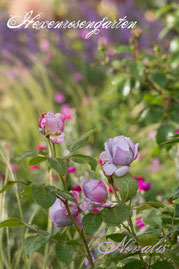 Rosen Hexenrosengarten Beetrose Kordes mauve lila blau Rose Novalis