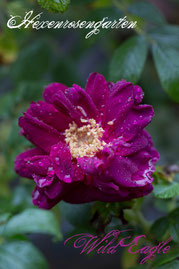 Rosen Hexenrosengarten Rugosa Ruf pink lila blau Wild Eagle