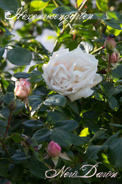 Rosen Hexenrosengarten Kletterrose Summerset Rose Nursery rosa porzellanrosa New Dawn