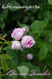 Rosen Hexenrosengarten Bourbon Fontaine weiß rosa pink gestreift mehrfarbig Duftrose Province Panachee
