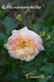  Rosen Hexenrosengarten Strauchrose Meilland gelb rosa Concerto 94