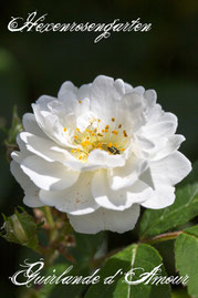 Rosen Hexenrosengarten Rambler Lens weiß Duftrose Guirlande d'Amour