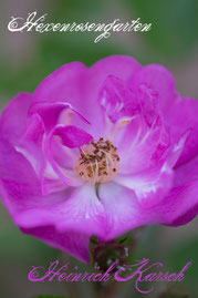 Rosen Hexenrosengarten Historische Polyantha Leenders lila blau Heinrich Karsch
