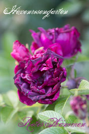 Rosen Hexenrosengarten Rugosa Baum violett lila blau Rotes Phänomen