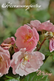 Rosen Hexenrosengarten Bodendeckerrose Delbard rosa Utopia
