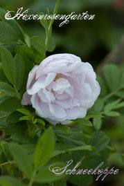 Rosen Hexenrosengarten Rugosa Baum mauve weiß lila rosa Duftrose Schneekoppe