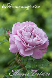 Rosen Hexenrosengarten Strauchrose Massad Guillot mauve lila blau Florence Delattre