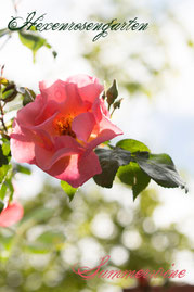 Rosen Hexenrosengarten Kletterrose Kordes lachsrosa Summerwine
