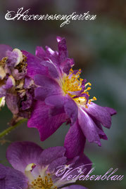 Rosen Hexenrosengarten Rambler Kiese Schmidt lila Duftrose Veilchenblau