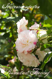 Rosen Hexenrosengarten Strauchrose Kordes weiß rot rosa mehrfarbig Rosenstadt Freising
