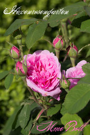 Rosen Hexenrosengarten Portland Boll Boyau pink Duftrose Mme Boll