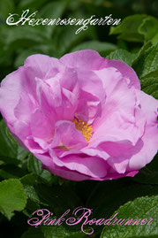 Rosen Hexenrosengarten Rugosa Kordes Uhl rosa pink Duftrose Pink Roadrunner