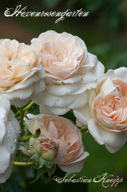 Rosen Hexenrosengarten Edelrose Kordes weiß abricot Duftrose Sebastian Kneipp