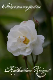 Rosen Hexenrosengarten Historische Polyantharose Lambert weiß Duftrose Katharina Zeimet