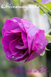 Rosen Hexenrosengarten Beetrose Strauchrose Colishaw Warner lila blau Rhapsody in Blue