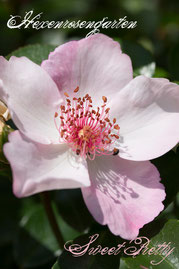 Rosen Hexenrosengarten Polyantha Meilland rosa Sweet Pretty